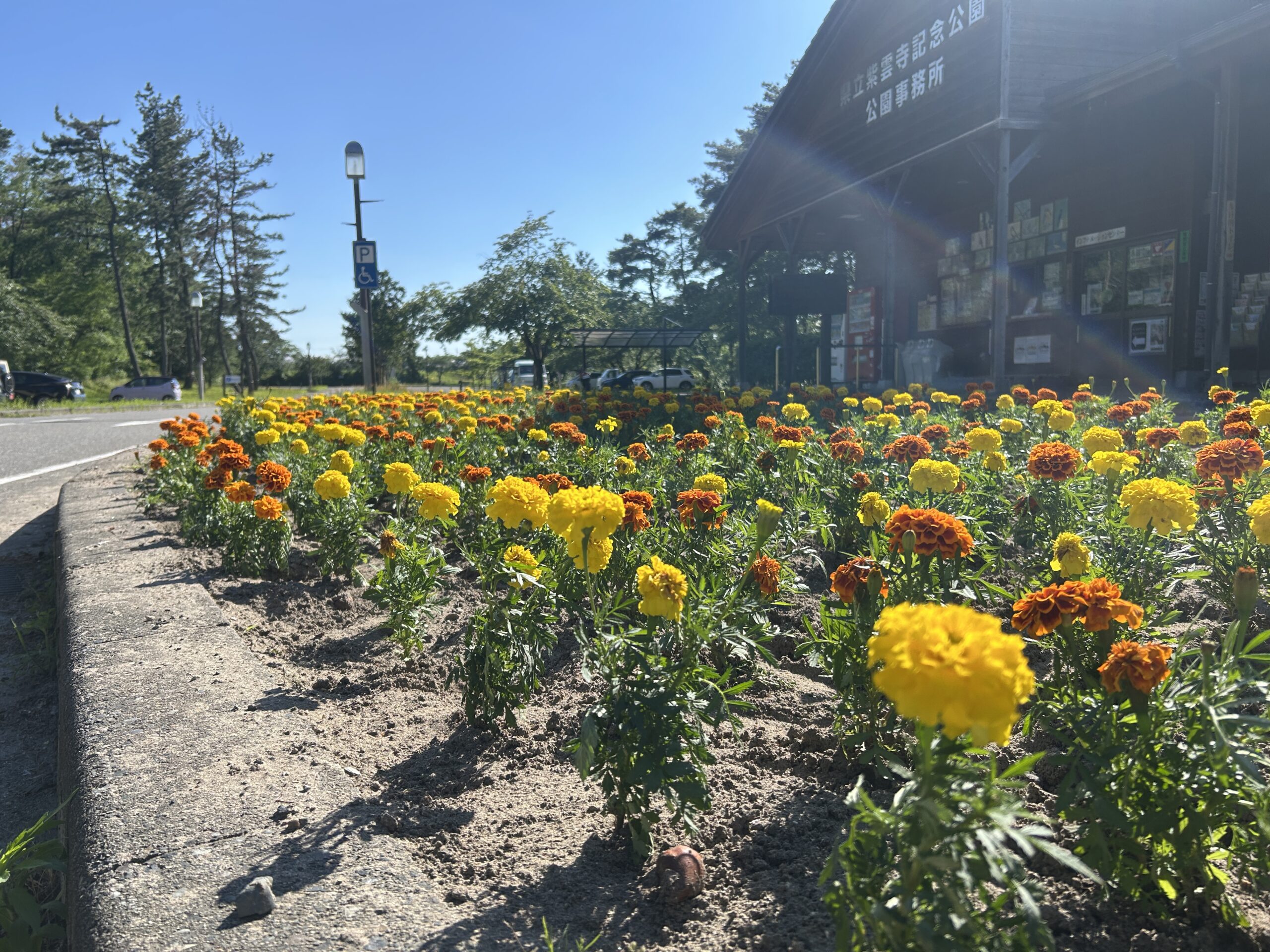 ご紹介：花植えました！